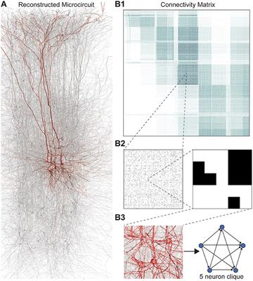 Cliques of Neurons Bound into Cavities Provide a Missing Link between Structure and Function